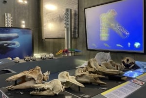 Канисал: входной билет в Музей китов Мадейры и частный тур