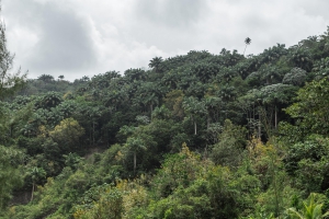 Coco Hill Forest
