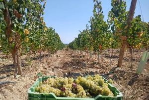 Coimbra: wycieczka gastronomiczna Rota da Bairrada