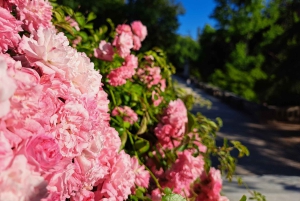 Coimbra Botanical Garden Tour: Storytelling Through Nature