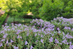 Coimbra Botanical Garden Tour: Storytelling Through Nature
