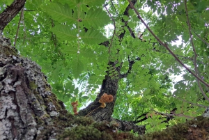 Coimbra Botanical Garden Tour: Storytelling Through Nature
