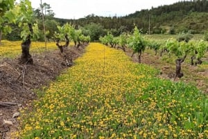 Coimbra: Prior Lucas' vinoplevelse