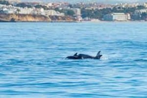 Obserwacja delfinów: Sesimbra / Park Przyrody Arrábida