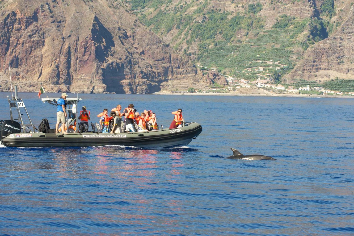 Desde Calheta: Excursión en barco para avistar ballenas y delfines en Madeira