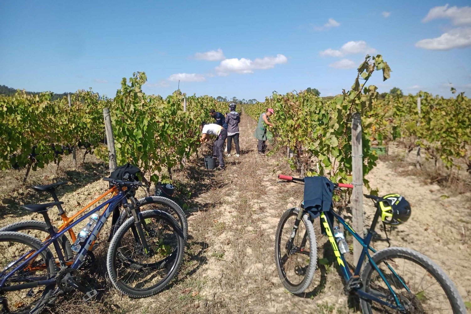 From Coimbra: Cycling in the Vineyards of Bairrada