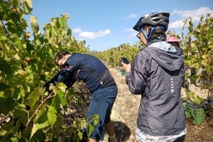 Fra Coimbra: Cykling i Bairrada-vinmarkerne