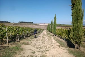 Fra Coimbra: Cykling i Bairrada-vinmarkerne