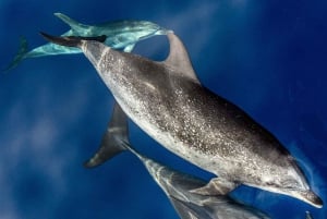 Z Funchal: Ekologiczny katamaran - obserwacja delfinów i wielorybów