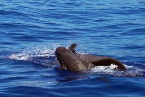 Z Funchal: Ekologiczny katamaran - obserwacja delfinów i wielorybów