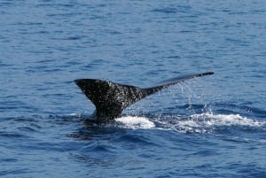 Z Funchal: Ekologiczny katamaran - obserwacja delfinów i wielorybów