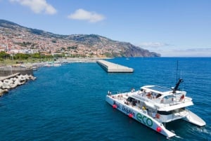 Z Funchal: Ekologiczny katamaran - obserwacja delfinów i wielorybów
