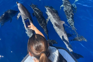 Fra Funchal: Hval- og delfinsafari