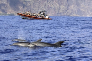 Fra Funchal: Hval- og delfinsafari
