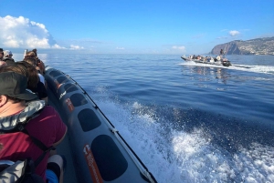 Fra Funchal: Hval- og delfinsafari