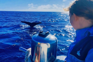 Fra Funchal: Hval- og delfinsafari