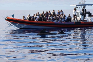 Fra Funchal: Hval- og delfinsafari