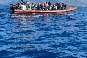 Fra Funchal: Hval- og delfinsafari