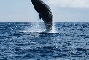 Fra Funchal: Hval- og delfinsafari