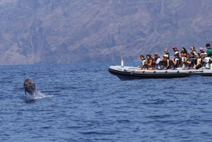 Fra Funchal: Hval- og delfinsafari