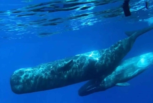 Fra Funchal: Hval- og delfinsafari