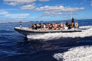 Fra Funchal: Hval- og delfinsafari