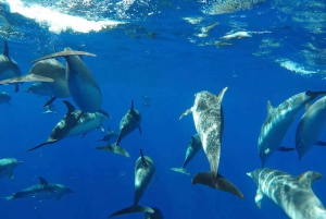 Fra Funchal: Hval- og delfinsafari