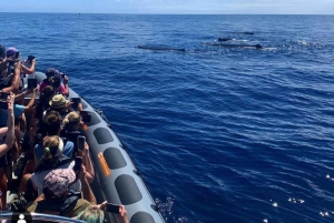 Fra Funchal: Hval- og delfinsafari