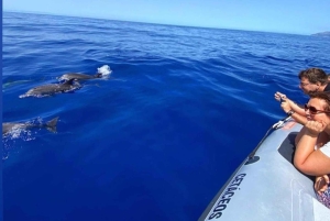 Fra Funchal: Hval- og delfinsafari