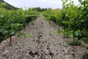 Fra Madrid: Ribera del Duero-vintur med lokal frokost