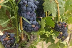 Fra Madrid: Ribera del Duero-vintur med lokal frokost