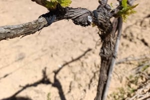 Fra Madrid: Ribera del Duero-vintur med lokal frokost