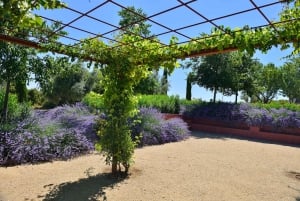 Fra Madrid: Traditionelle landsbyer, vingårdstur og tapas-frokost