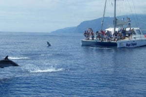 Funchal: Avistamiento de delfines y ballenas en catamarán de lujo