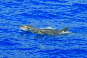 Funchal: Avistamiento de delfines y ballenas en catamarán de lujo