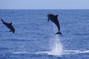 Funchal: Avistamiento de delfines y ballenas en catamarán de lujo