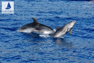 Funchal: Seiltur med delfin- og hvalsafari
