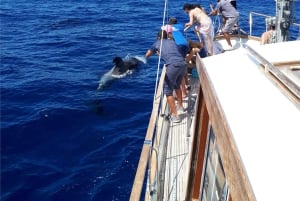 Funchal: Seiltur med delfin- og hvalsafari