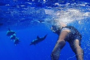 Funchal: Rejs z obserwacją wielorybów i pływaniem z delfinami