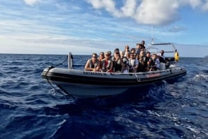 Funchal: Rejs z obserwacją wielorybów i pływaniem z delfinami