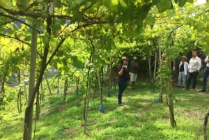 Madeira: Cabo Girão, vinoplevelse og delfinsafari