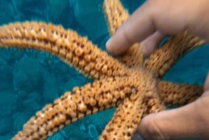 Madeira: Coasteering-Abenteuer mit Schnorcheln, mit Abholung