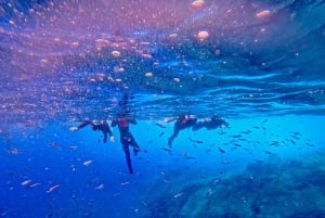 Madeira: Coasteering-Abenteuer mit Schnorcheln, mit Abholung