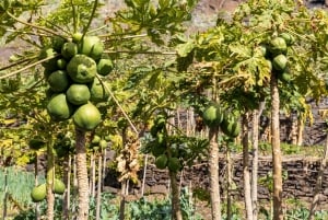 Madeira: Faja dos Padres Private Sightseeing Tour