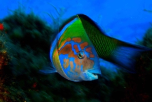 Madeira: Ponta de São Lourenço Snorkeling Boat Trip