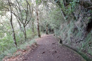 Madeira: Privat 1,5-kilometer Levada dos Balcões-tur PR11