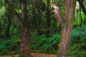 Madeira: Queimadas, Caldeirão Verde og Levada Walk