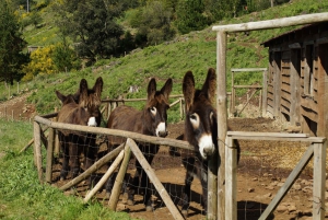 Madeira: Amanecer en el Pico do Arieiro + 2 caminatas - PR1 y PR3