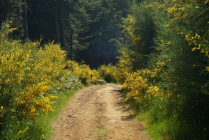 Madeira: Amanecer en el Pico do Arieiro + 2 caminatas - PR1 y PR3