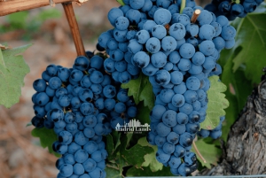 Madrid: Luxus-Sieger und Ribera del Duero Tour